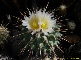 Thelocactus spec.